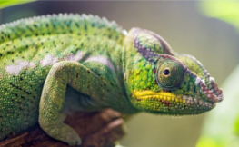 Adaptability Chameleon.png